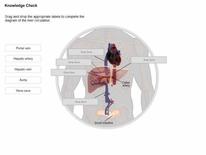 Hepatology_Anatomy_and_Physiology_of_Liver_and_Overview_of_Liver_Diseases