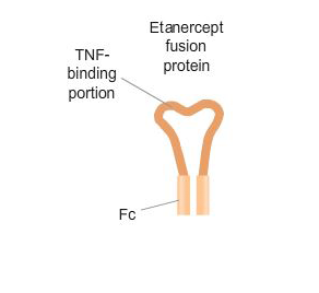 Developing therapies to neutralize TNF biologics involves exploring the structural and functional differences in the mechanism of actions.