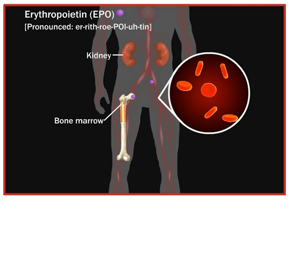 As a patient, it's important to understand your disease. Learn what it means when your kidneys are not functioning properly and your treatment options.