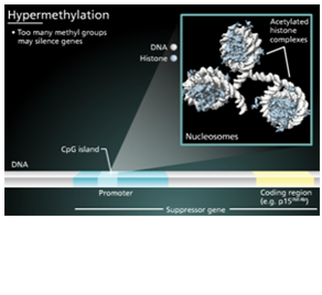 Learn about the biological processes of DNA methylation and hypermethylation and how it is involved in gene expression and silencing.