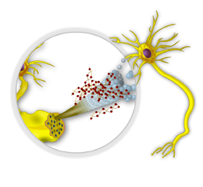 Hyperphosphorylation of the tau protein can result in the assembled tangles of filaments, included in the development of Alzheimer's disease and other neurodegenerative diseases.