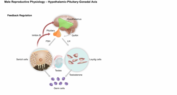 Reproduction Hypogonadism Pathophysiology